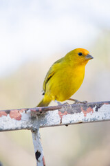 The true ground canary or ground canary, not to be confused with the canary or domestic canary, belongs to the Thraupidae family.