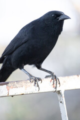 The blackbird, popularly known as graúna, assum-preto, cupido, chico-preto, arranca-milho, chopim, blackbird or craúna, is a species of bird in the Icteridae family.