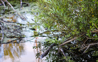 Fresh green duckweed in natural pond ecosystem.