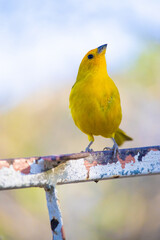 The true ground canary or ground canary, not to be confused with the canary or domestic canary, belongs to the Thraupidae family.