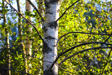 Close-up of birch trunk with textured bark.