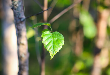 Trees illuminated with soft golden light.