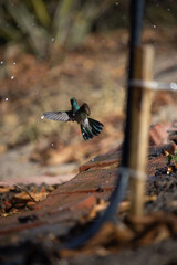 The large-eared hummingbird or violet-and-green hummingbird, also known as the large-eared hummingbird or violet-and-green-eared hummingbird, is a species of bird in the Trochilidae family.