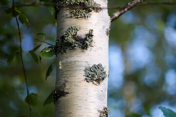 Close-up of birch trunk with textured bark.