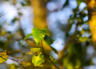 Trees illuminated with soft golden light.