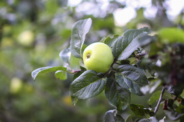 Apples growing on tree surrounded by green leaves.