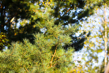 Summer woodland scene with lush pine trees.