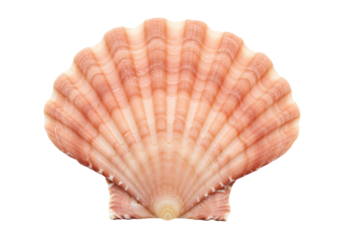 Isolated reddish-pink seashell with textured ridges, a beautiful ocean-inspired decorative item