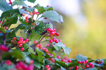 Close-up of viburnum berry clusters in sunlight.