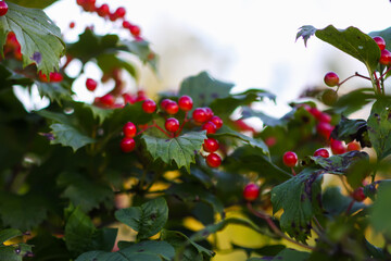 Ripe red viburnum berries on bush in garden.