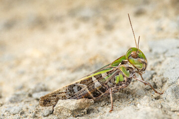 Close-up Macro of a Grasshopper on Rocky Ground