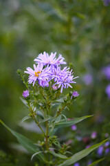 Small purple aster flowers blooming in garden.