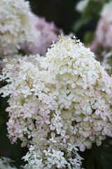 Fresh hydrangea blooms in lush green garden.