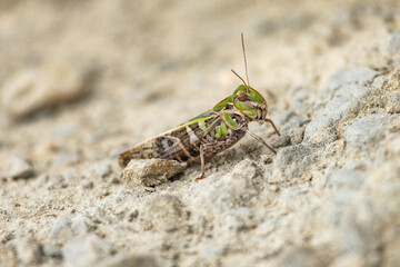 Close-up Macro of a Grasshopper on Rocky Ground