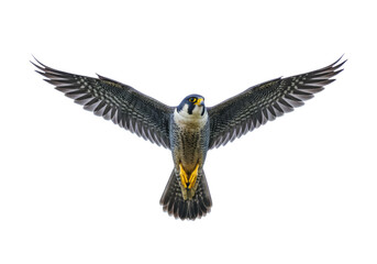 Isolated Peregrine falcon, bird of prey in flight, predator, hunting raptor soaring high