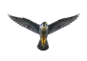 Isolated Peregrine falcon, bird of prey in flight, predator, hunting raptor soaring high