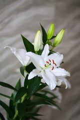 Fototapeta premium White lilies with delicate petals arranged in bouquet.