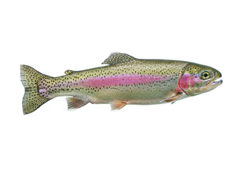 Isolated rainbow trout, a freshwater gamefish native to the west, colorful species