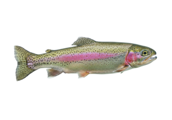 Isolated rainbow trout, a freshwater gamefish native to the west, colorful species