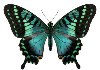 Isolated Emerald Swallowtail butterfly, perched with beautiful teal and green colors