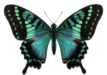Isolated Emerald Swallowtail butterfly, perched with beautiful teal and green colors