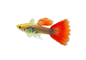 Isolated bright orange guppy, popular freshwater aquarium fish, colorful pet from above