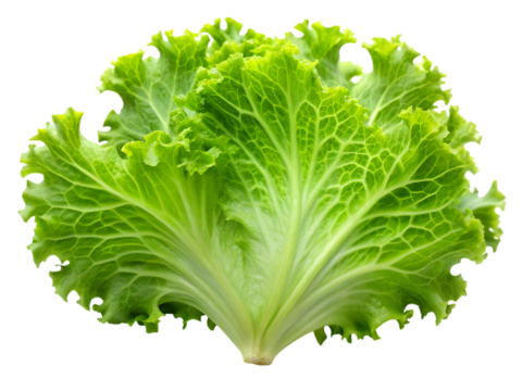 Fresh green lettuce leaf with ruffled edges isolated on transparent background
