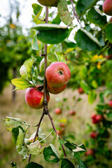 Ripe Red Apples On Branch In Orchard With Green Leaves And Soft Background