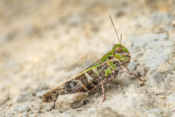 Close-up Macro of a Grasshopper on Rocky Ground