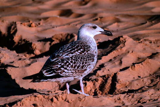 Seagull.psd