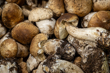 A full frame photograph of porcini mushrooms displayed on a market stall