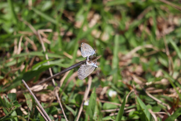 Close-up view of two small butterflies perched on a twig above green grass, showcasing their delicate wings and natural habitat under sunlight