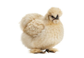 Obraz premium Isolated Silkie chicken stands sideways in studio lighting, a unique breed of fowl