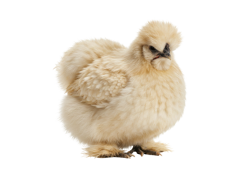 Isolated Silkie chicken stands sideways in studio lighting, a unique breed of fowl