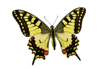 Isolated Swallowtail butterfly with open wings, Papilio machaon, flying, spring insect