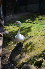 a white swan walks around the village