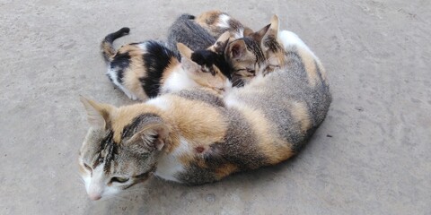 Mother cat feeding baby cat