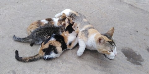 Mother cat feeding baby cat.