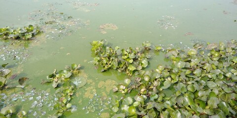 pond covered with water hyacinth