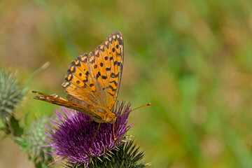 Orange Queen of Spain fritillary butterfly with brown pattern on it`s wing, sitting on a purple thistle flower. Selective focus with green bokeh background - Issoria lathonia 