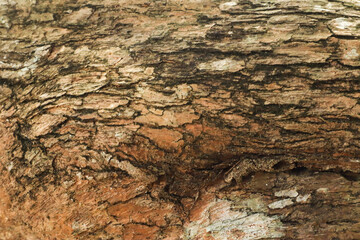 Seamless horizontal close-up texture of deeply cracked and weathered rough tree bark