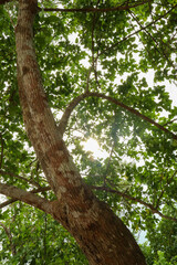 View looking up at a tall tree trunk with lush green canopy and bright sun peeking through the leaves