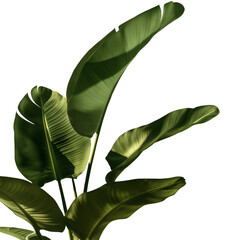 Green tropical leaf shadow overlay, sunlight effect, minimal aesthetic, high detail PNG style