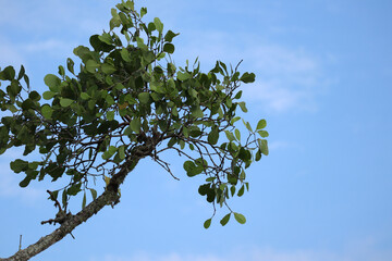 Green leaves and branches of a small tree stretching into a clear blue sky with subtle clouds