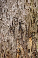Vertical close-up texture of deeply weathered and cracked tree bark in shades of gray and brown