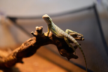 A Lizard is Relaxing on a Branch within a Beautiful Terrarium Environment, Surrounded by Nature