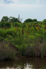 Lush, dense tropical fern and reeds growing along the edge of a still river or marshland water body