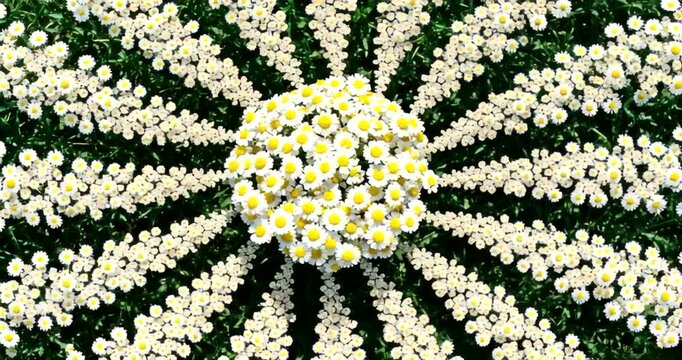 Vibrant daisy flower arrangement in a radial pattern against a lush green backdrop