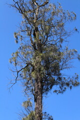 Tall pine tree with strong trunk and needle-like leaves, standing against a clear bright blue sky, natural and serene background.