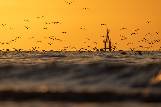 View of a golden sunset silhouette of seabirds taking flight over the ocean waves, with a dark buoy marking the horizon, Berni&Atilde;&uml;res-sur-Mer, Normandy, France.